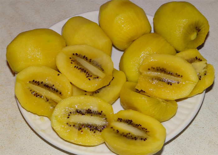 kiwi vàng 1