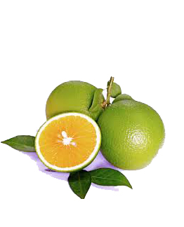Cam Xo&agrave;n