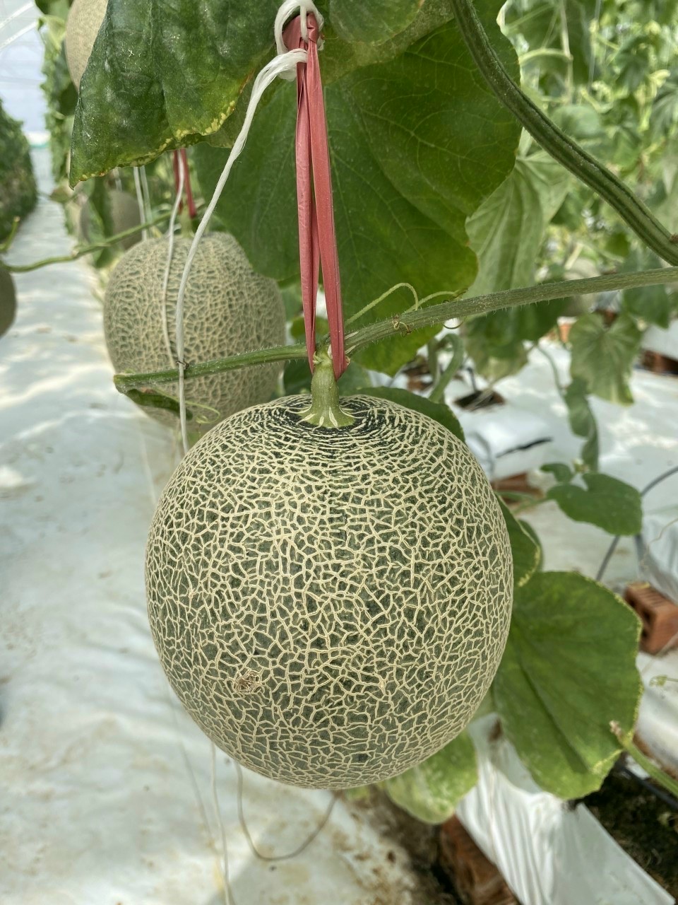 DƯA LƯỚI TL3 ĐẠM C&Aacute; - ĐỘ NGỌT VƯỢT TRỘI